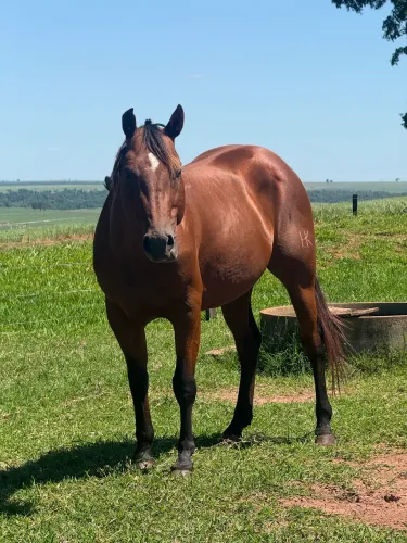 Cavalo quarto de milha puro garanhão 