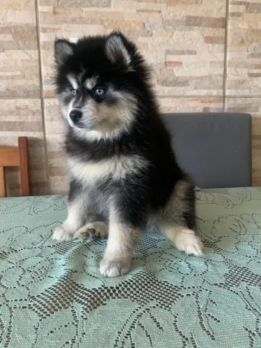 Filhote Pomsky f3
