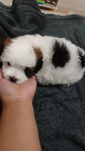 Vendo ilhasa Apso filhote macho