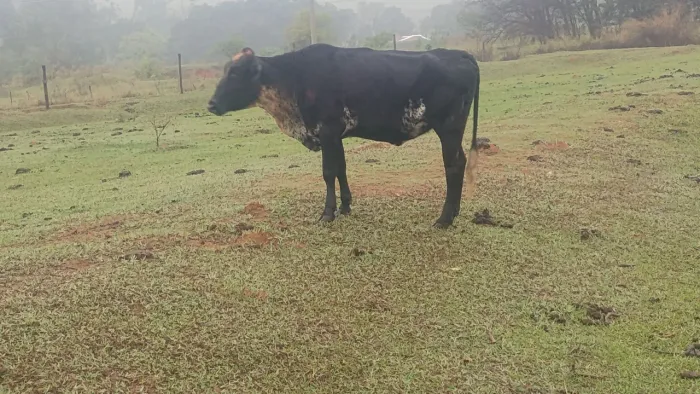 Vacas
