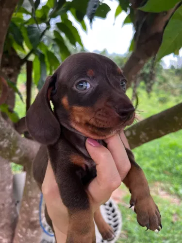 Filhote DACHSHUND macho
