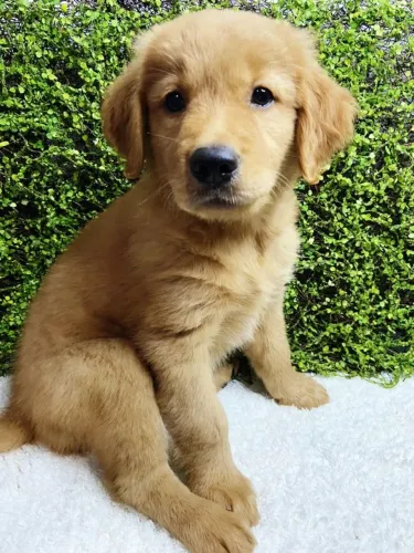 golden filhote fofo