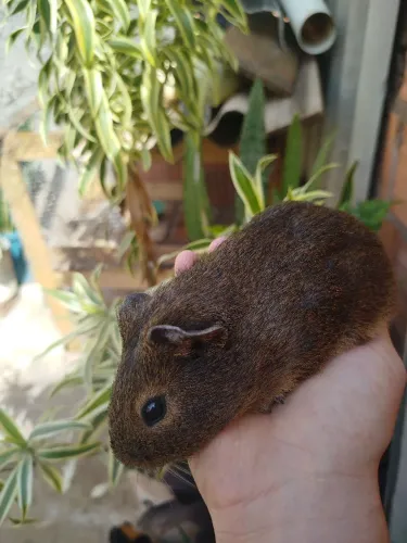 Porquinho da índia