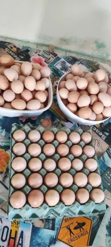 Ovos Caipiras Orgânicos, Galinhas criadas soltas. Ovos Frescos todo dia.