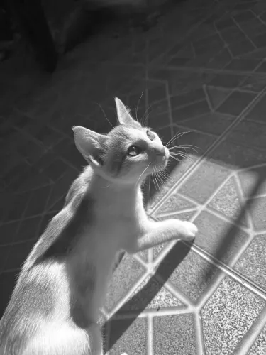 Gatos