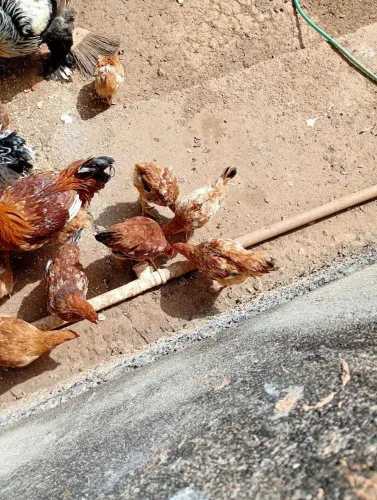 Vende se frangas ,galinhas e pintinhos 