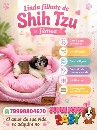Shih Tzu fêmea 