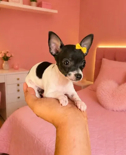 Pinscher Tamanho 0 -Parcele em até 12x no cartão de crédito-Sua família merece o melhor