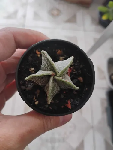 Cacto coleção Antrophytum miriostigma