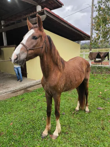 Potro Mangalarga Marchador 