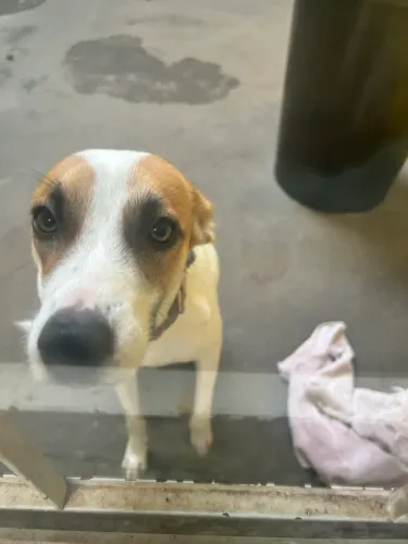 Doação cachorra fêmea 