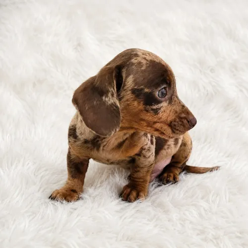 Dachshund arlequim chocolate