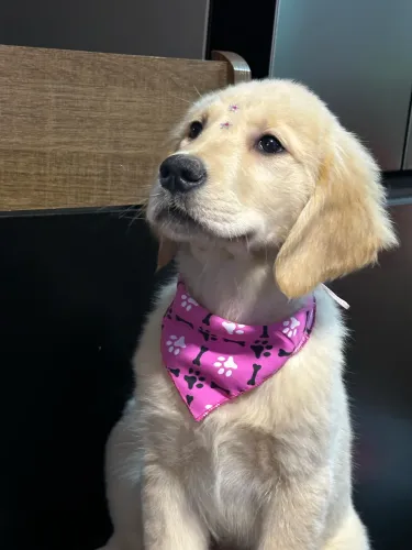 Golden Retrieve com pedigree