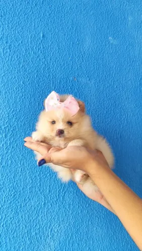 Lulu da pomerânia fêmea creme