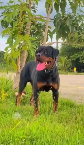 Rottweiler macho para reprodução