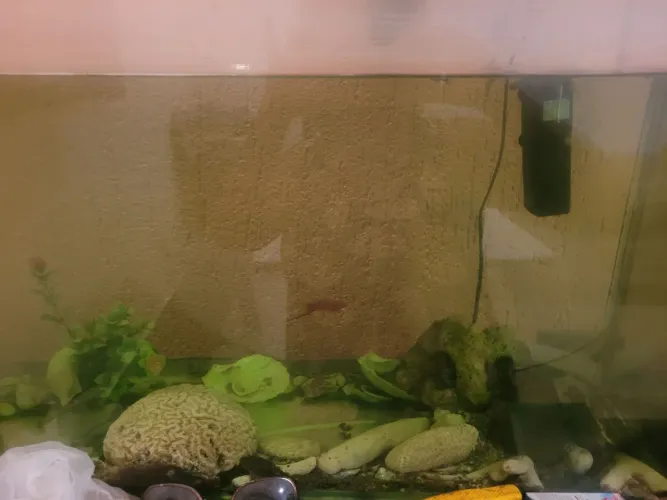 Aquario