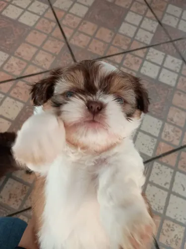 Filhotes Shih Tzu Machos Linhagem Chocolate - Lindos e Saudáveis