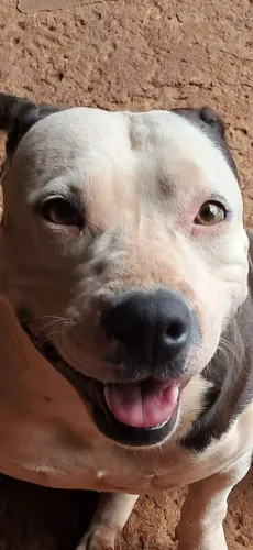 Doação animal de raça