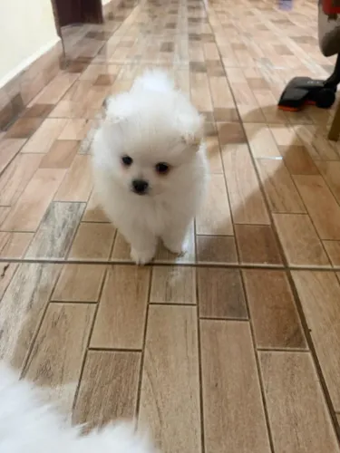Spitz macho 64 dias