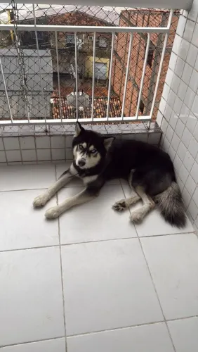 DOAÇÃO DE CACHORRO ? HUSKY SIBERIANO, MACHO, 5 ANOS, PORTE GRANDE