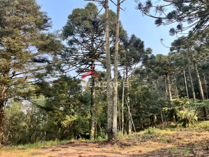 Sítio em Estrada Geral da Carapina - Vale do Carapina - São Francisco de Paula/RS