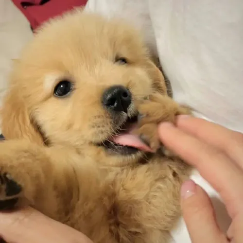 Golden Retriever charmoso 