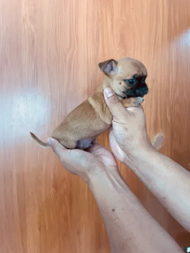 Chihuahua macho micro