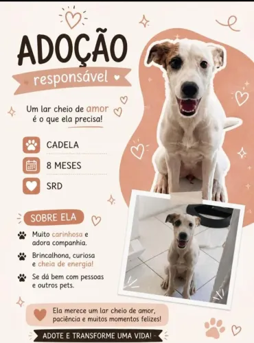 Adoção responsável!! Linda cadela!!