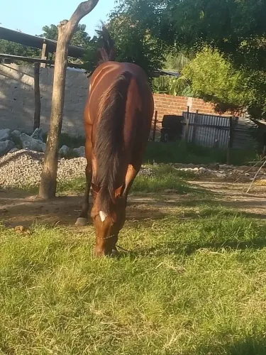 Vendo, Cavalo correndo de esquerda