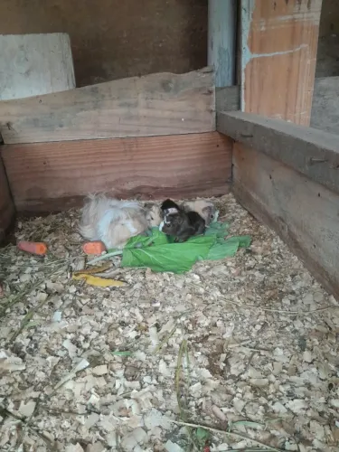 Vendo Filhote de Porquinho da india peruano Legitimo