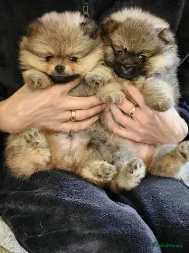 Neném spitz alemão/lulu da pomerânia linhagem selecionada e ativa
