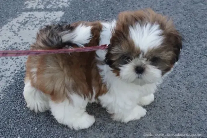 Neném shih tzu/shitzu saudável de linhagem especial selecionada
