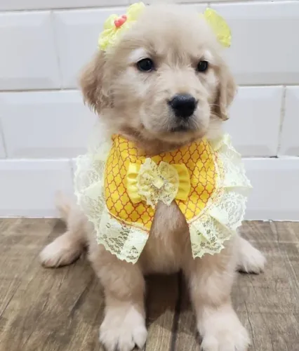Filhote Golden Retriever, Seus dias nunca mais serão os mesmos com esse peludinho ao lado!