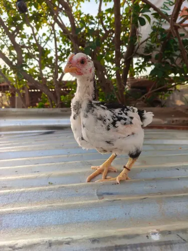 Pintinho Galinha Sertaneja Balão GSB
