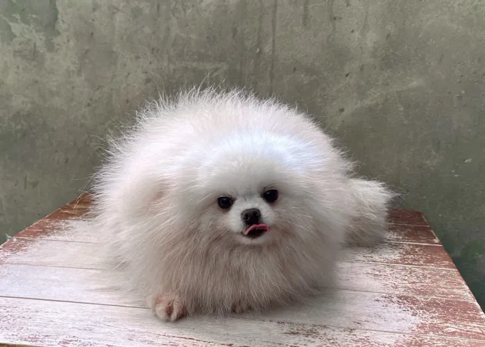 Spitz alemão ( lulu fêmea)
