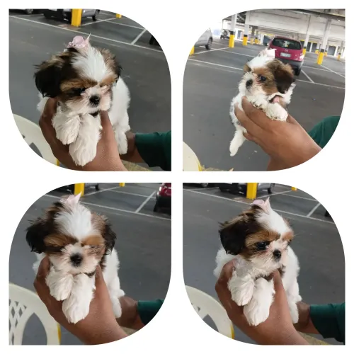FILHOTE DE SHIHTZU FÊMEA