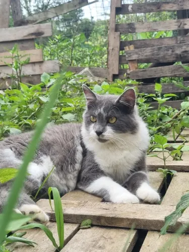 Gato mestiço de British Shorthair