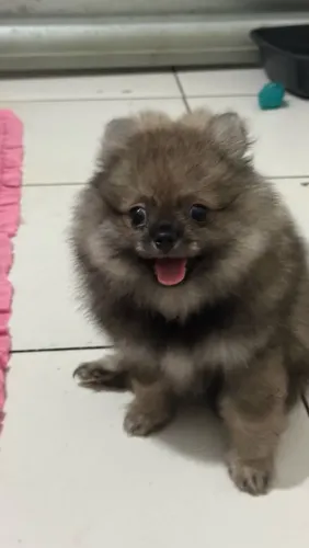 Filhote de Spit Alemão macho Ursinho com Pedigree