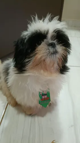 Shih tzu macho 