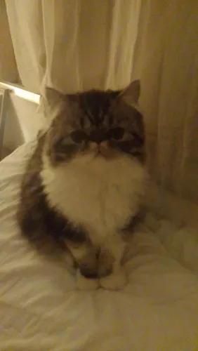 Gato persa