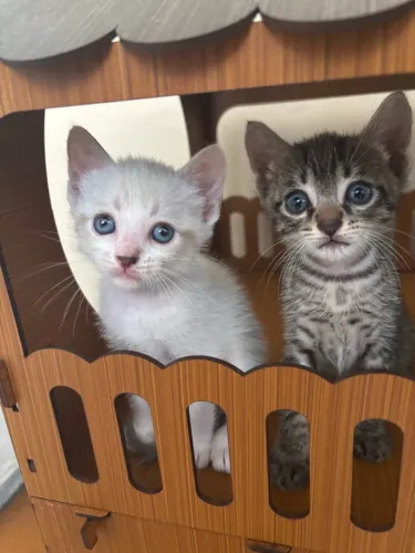 Gatinhos para adoção