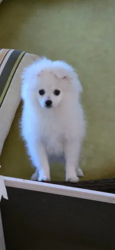 Lulu da pomerania fêmea branca ursinha