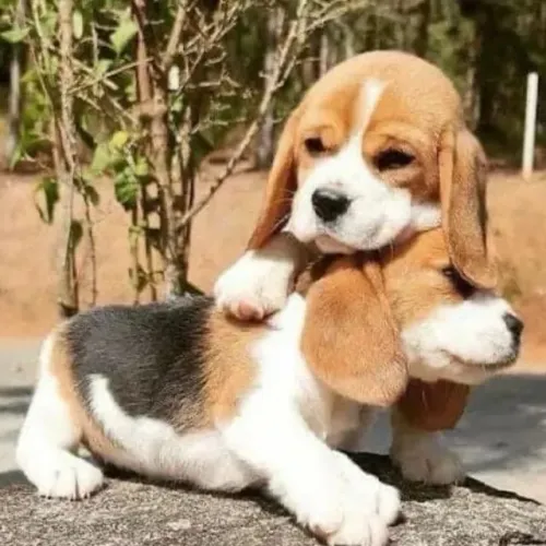 Filhotes de Beagle | Fofura que deixa o coração feliz!