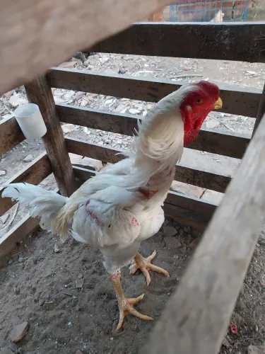 Frango índio gigante