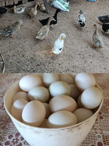 Ovos
