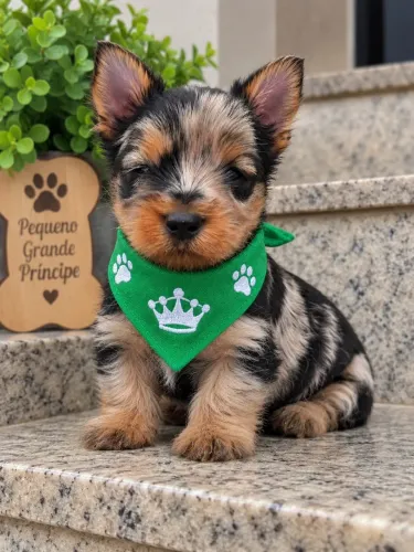 Imperdível filhote de Yorkshire black merle machinho! 