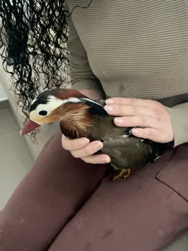 Pato ou Marreco Mandarim macho
