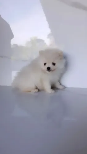 Lindo Machinho Filhote de Lulu da Pomerânia 