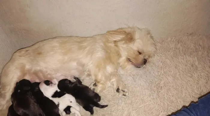 Cachorrinhos suzptt *