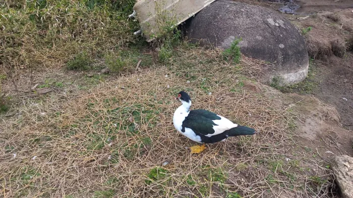 Patos e patas